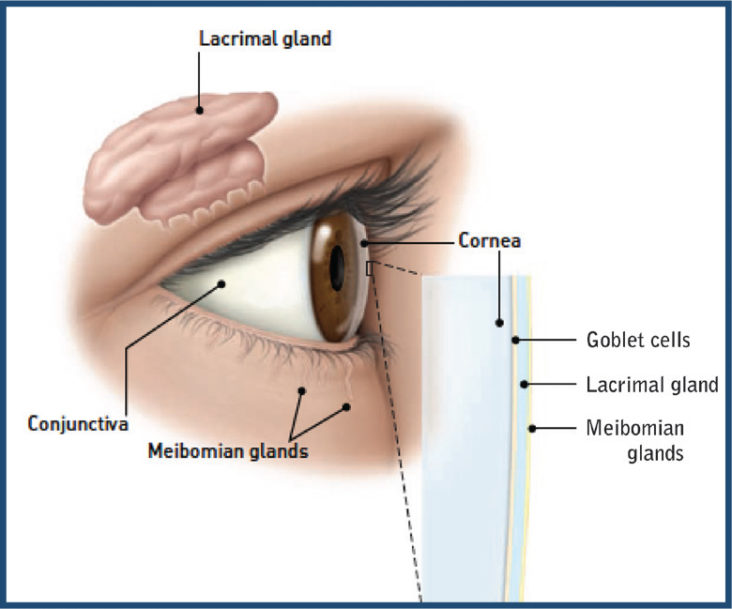 PATHOPHYSIOLOGY-OF-THE-TEAR-FILM